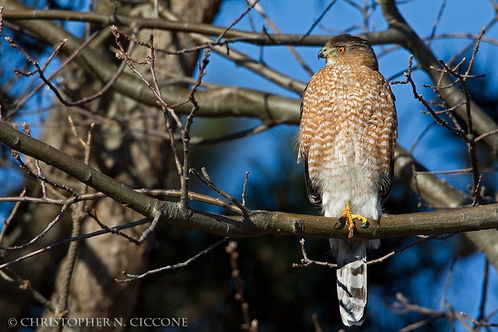 Cooper's Hawk