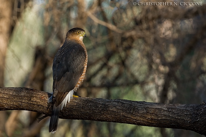 Cooper's Hawk