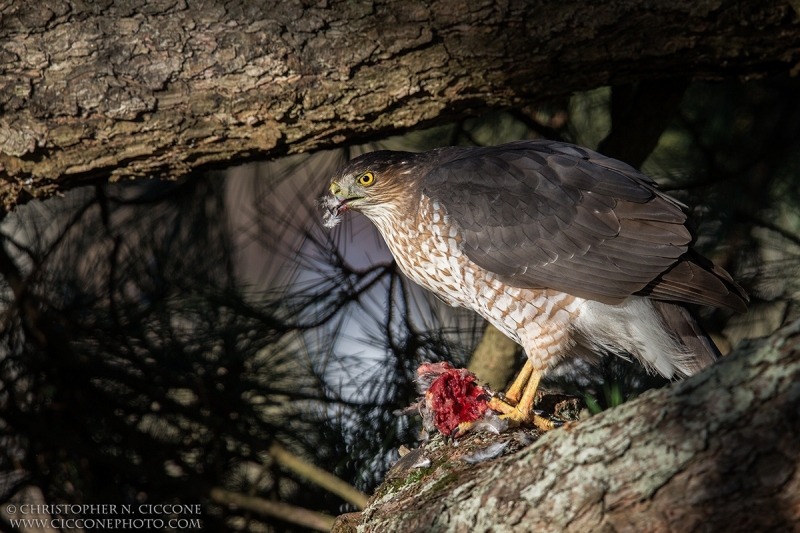 Cooper's Hawk