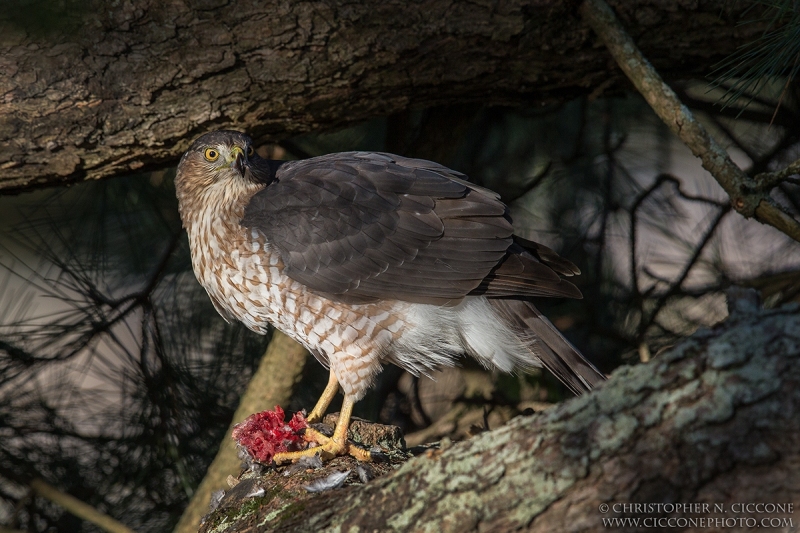 Cooper's Hawk