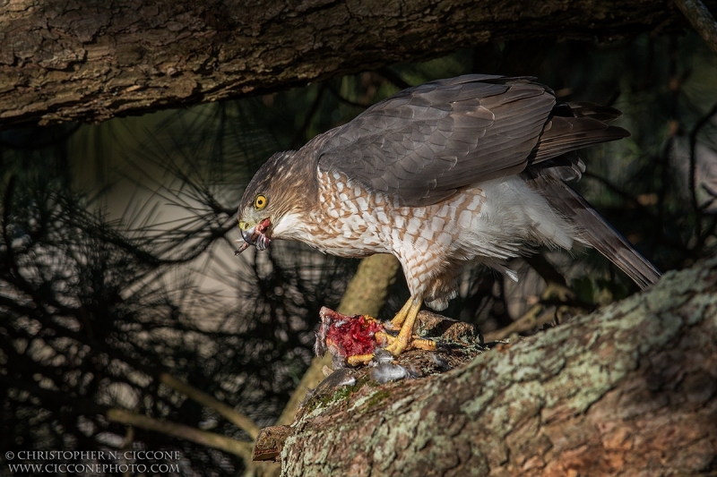 Cooper's Hawk