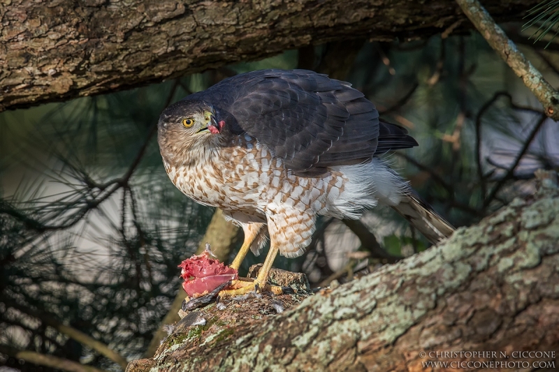 Cooper's Hawk