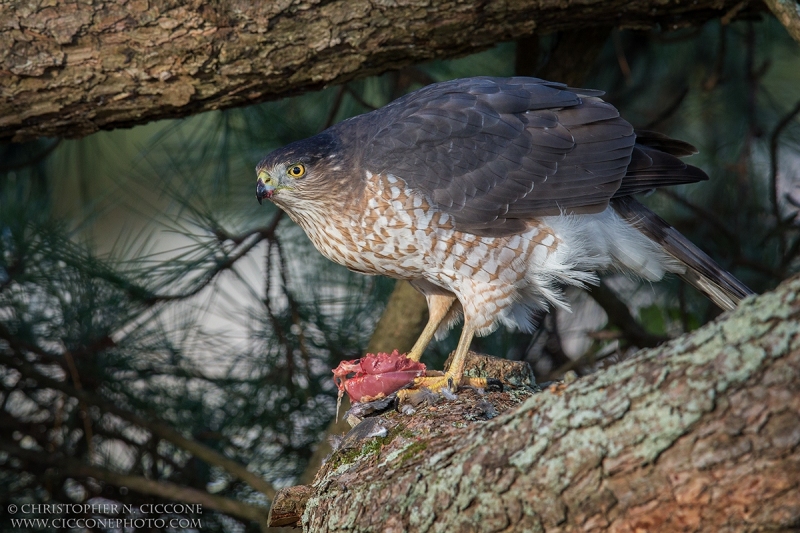 Cooper's Hawk