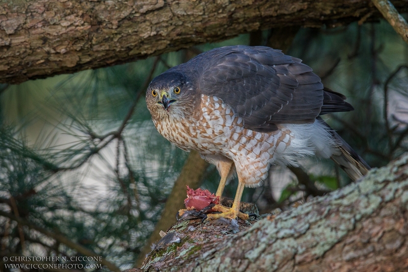 Cooper's Hawk