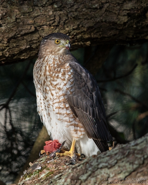 Cooper's Hawk