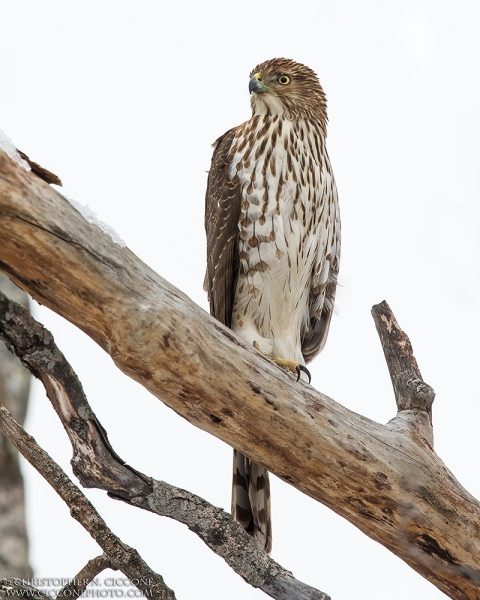 Cooper's Hawk