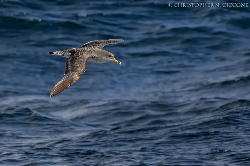 Cory’s Shearwater