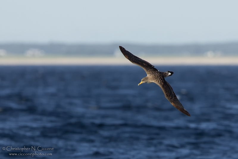 Cory’s Shearwater