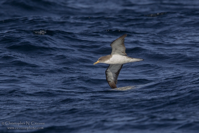 Cory’s Shearwater