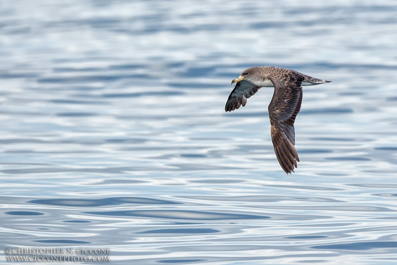 Cory’s Shearwater