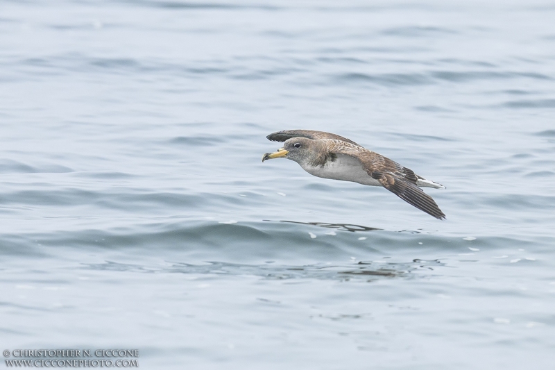 Cory’s Shearwater