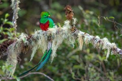 Resplendent Quetzal