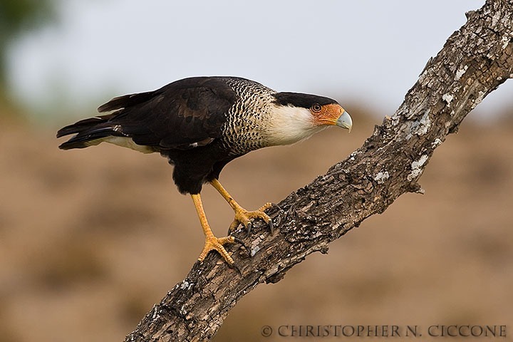 Crested Caracara