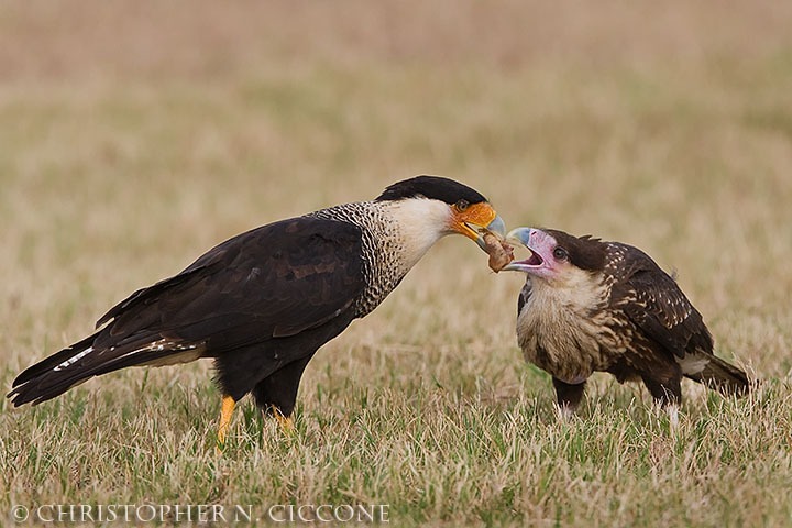 Crested Caracara