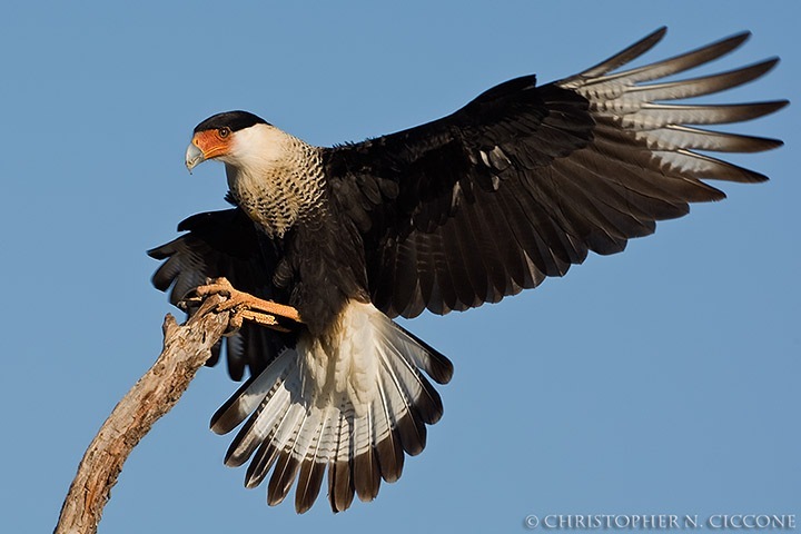 Crested Caracara