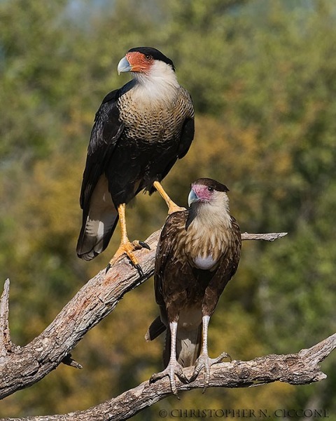 Crested Caracara