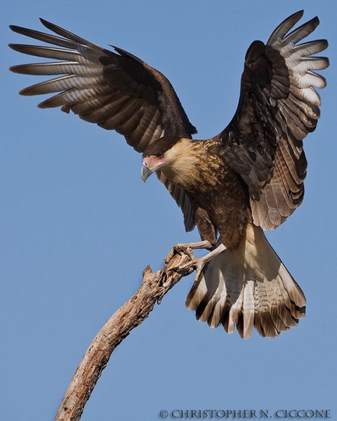 Crested Caracara