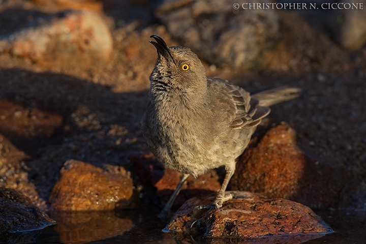 Curve-billed Thrasher