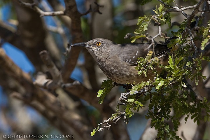 Curve-billed Thrasher