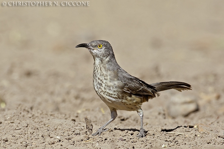 Curve-billed Thrasher