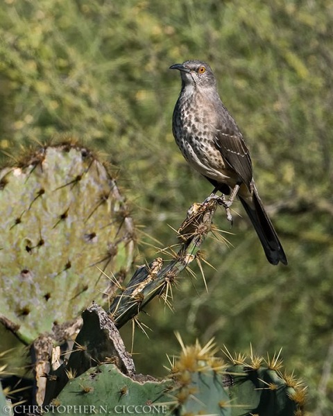 Curve-billed Thrasher