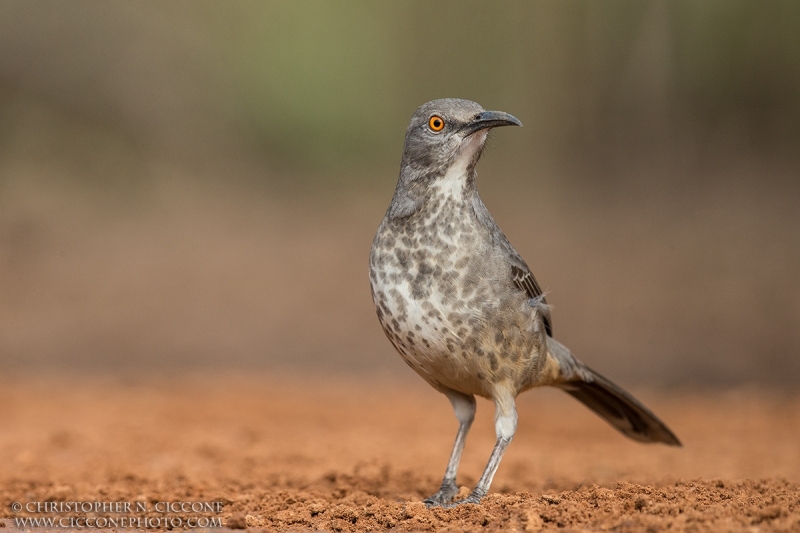 Curve-billed Thrasher