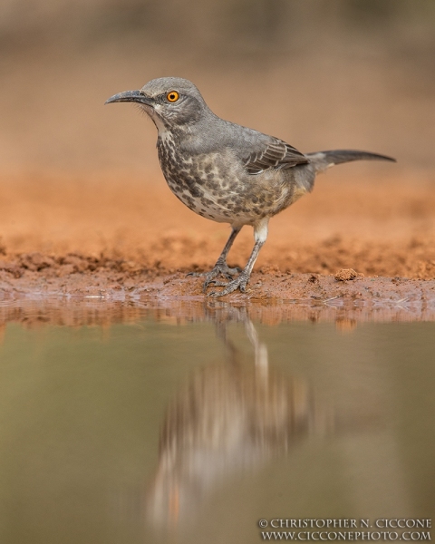 Curve-billed Thrasher