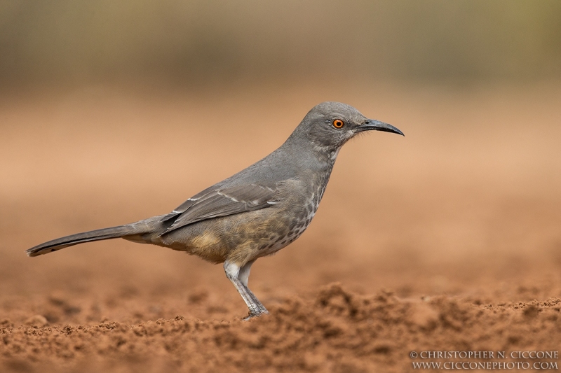 Curve-billed Thrasher