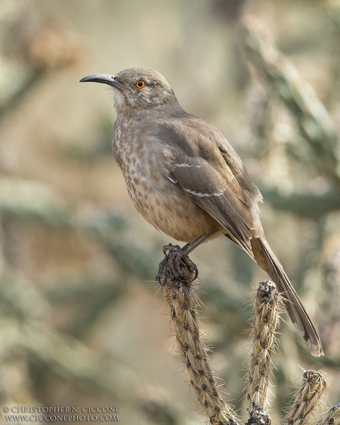 Curve-billed Thrasher