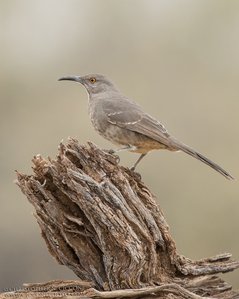 Curve-billed Thrasher