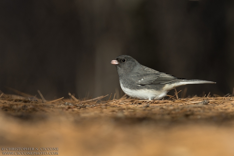 Dark-eyed Junco