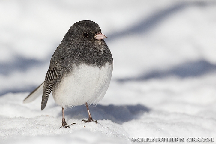 Dark-eyed Junco