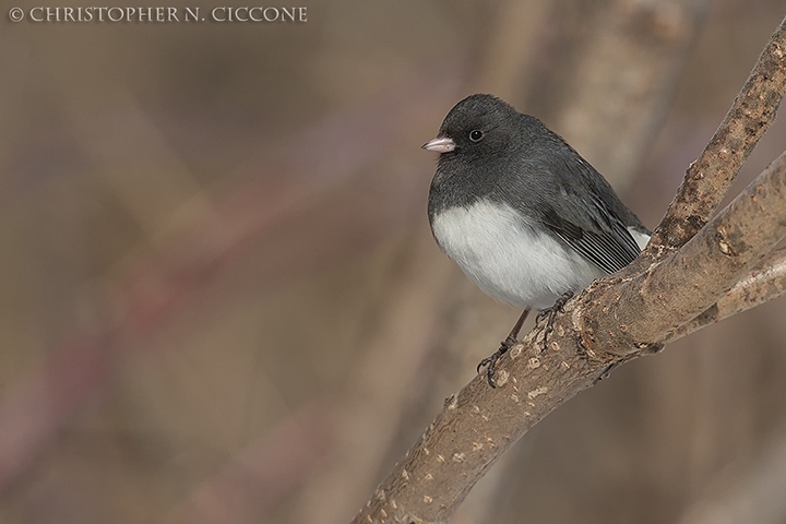 Dark-eyed Junco