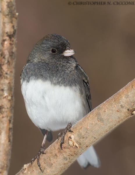 Dark-eyed Junco