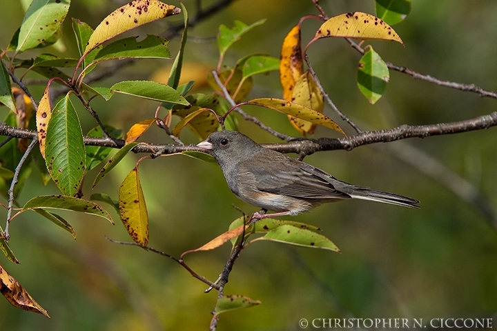 Dark-eyed Junco