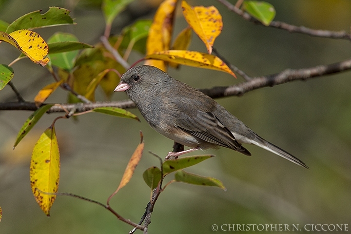 Dark-eyed Junco