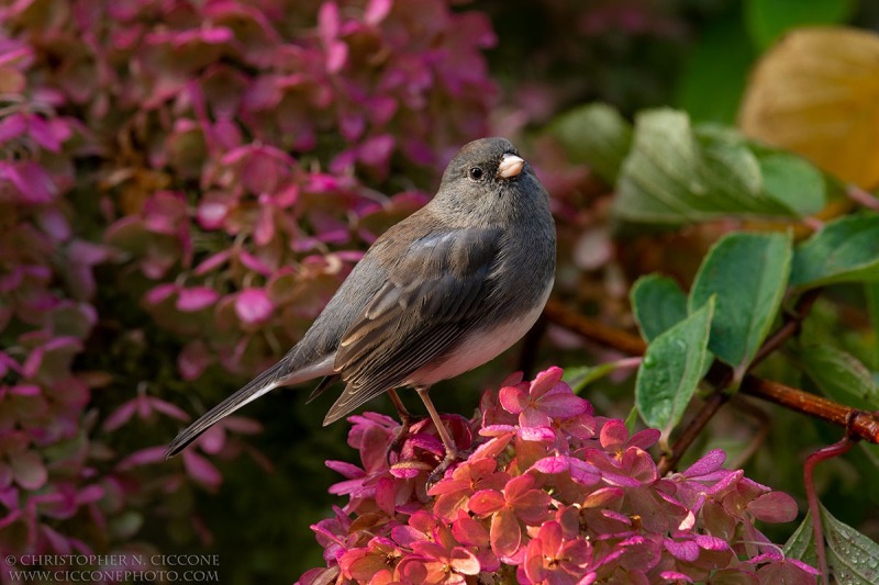 Dark-eyed Junco