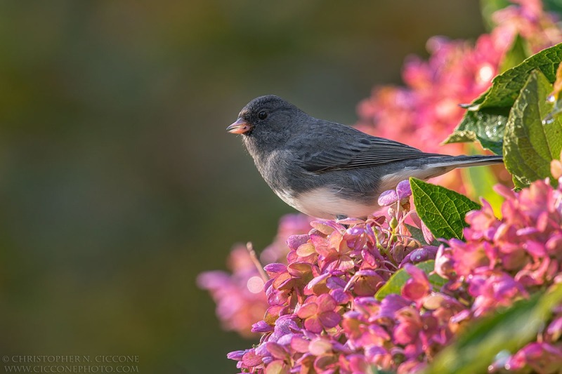 Dark-eyed Junco