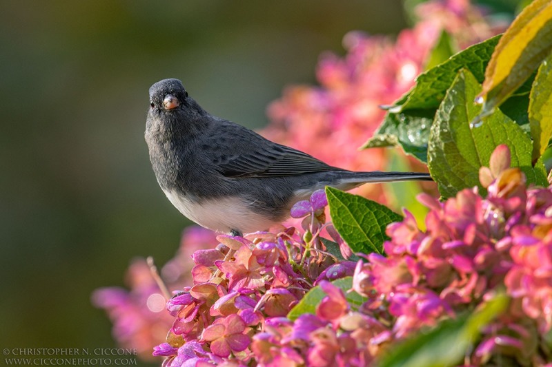 Dark-eyed Junco