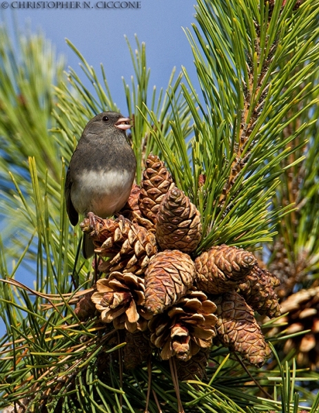 Dark-eyed Junco