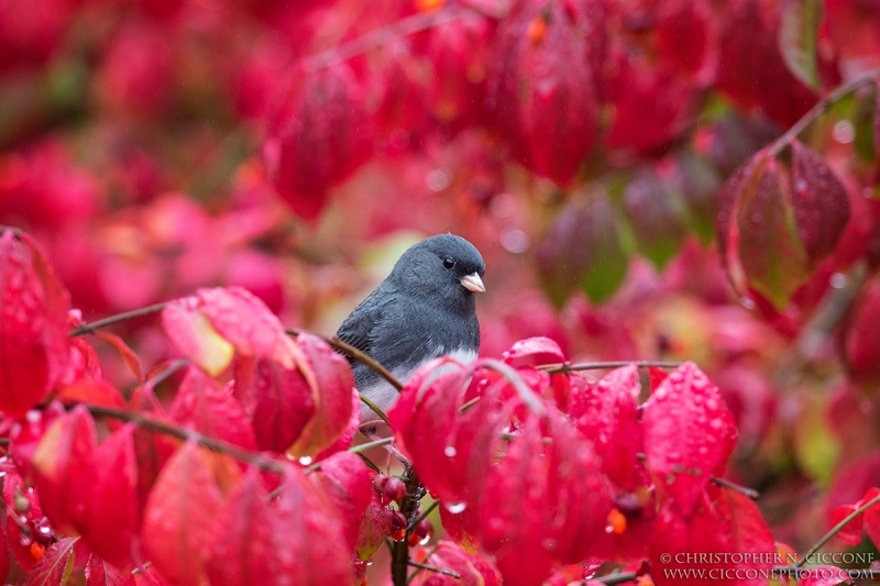 Dark-eyed Junco