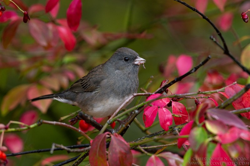 Dark-eyed Junco