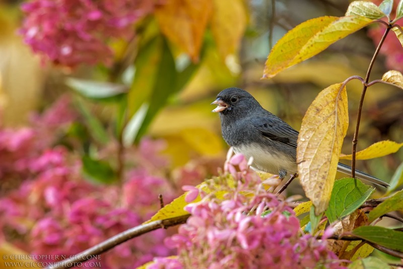 Dark-eyed Junco