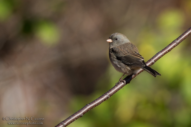 Dark-eyed Junco