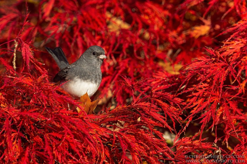 Dark-eyed Junco