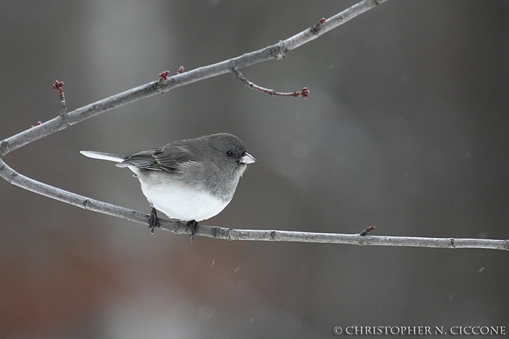 Dark-eyed Junco