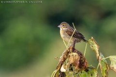 Dickcissel