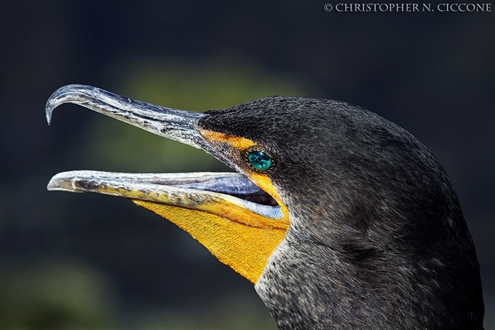 Double-crested Cormorant