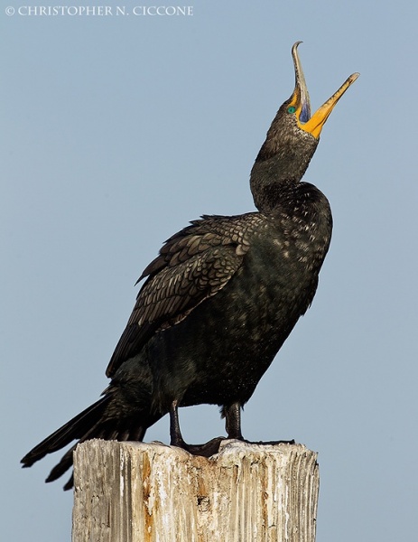 Double-crested Cormorant