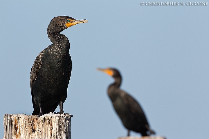 Double-crested Cormorant